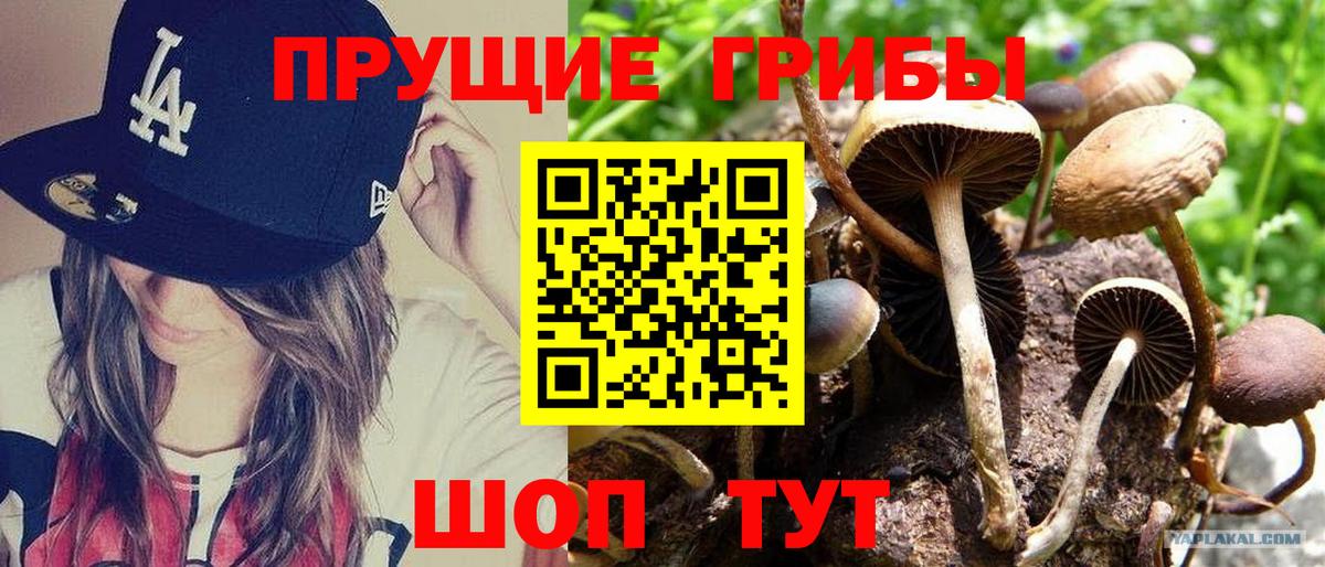 Галлюциногенные грибы Psilocybe  Вход с VPN  Великий Устюг  Галлюциногенные грибы GOLDEN TEACHER 